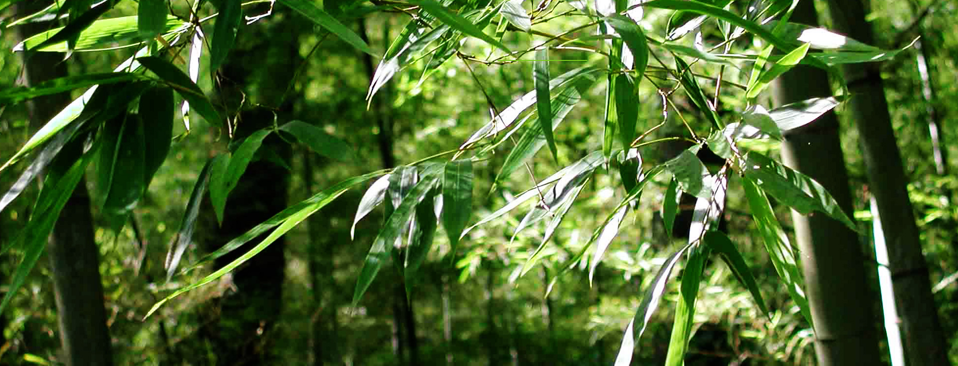 發(fā)現(xiàn)和恩竹刨切板，竹多層板，竹家具板，竹集成材及更多